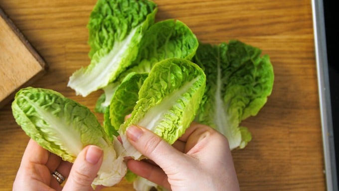 Pulling apart leaves from a baby gem lettice