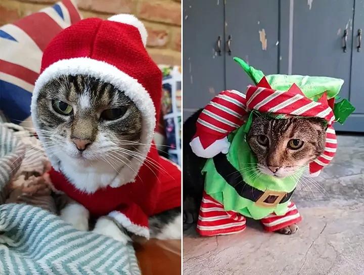 Cats dressed in christmas outfits